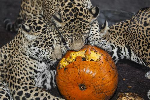 3 leopards feasting on  a big orangepumpkin..