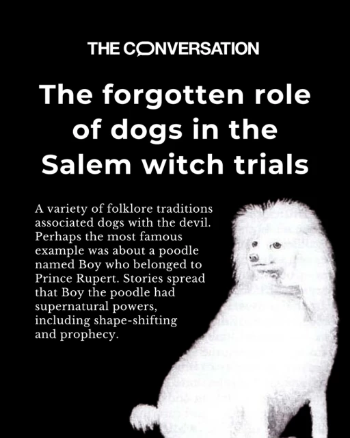 The graphic shows a drawing of a dog. It reads "The forgotten role of dogs in the Salem witch trials. A variety of folklore traditions associated dogs with the devil. Perhaps the most famous example was about a poodle named Boy who belonged to Prince Rupert. Stories spread that Boy the poodle had supernatural powers, including shape-shifting and prophecy."