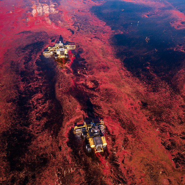 An aerial photograph of two tractors with water reels working a flooded cranberry bog, surrounded by thousands of newly-floating cranberries. 
