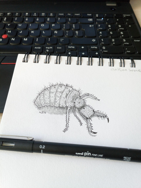 Pen drawing with pencil shading of an insect with large jaws. It has a fat body and is covered in fine hairs