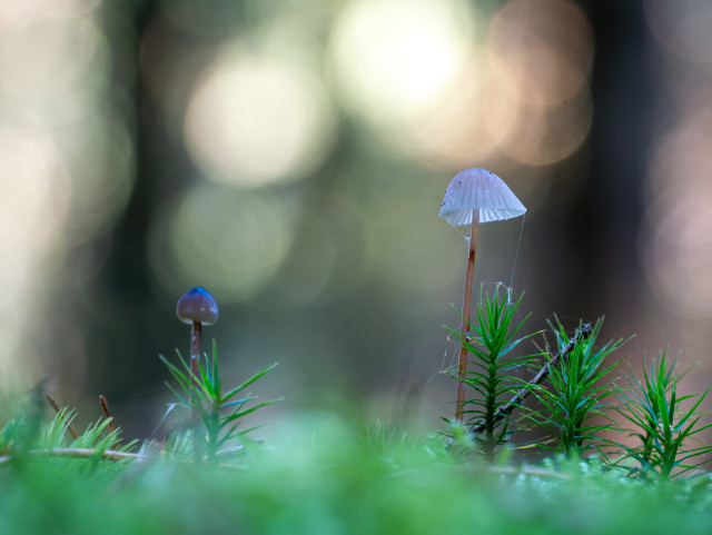 im grünen moos rechts im Bild ein Pilz mit hellem Hut, mit teilweisem Blick auf die breit auseinander stehenden Lamellen. links im Bild ein etwas verschwommener brauner Pilz. Im Hintergrund verschwommene große Lichtbubbles.