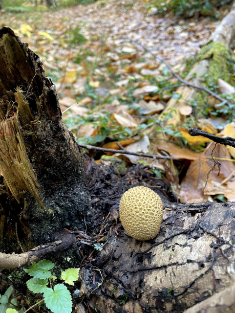 A rotting tree stump is in the woods,  the ground covered with green winding plants and fallen leaves. Growing out of a panel of sheared off bark is a yellowish tan oval mushroom. It is about two inches high and is covered in brown wartlike attachments to its outer skin.