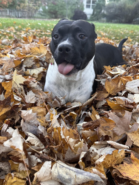 A cute black Pitbull with white chest is lying in a pile of brown leaves. Her tongue is hanging out of her mouth. 