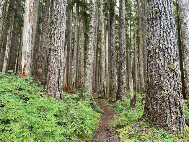  A soft trail winds through a dense forest of tall straight trees and low green ferns on each side.