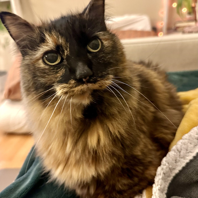 A photo of a tortie sitting on a blanket and staring at a person with really big eyes