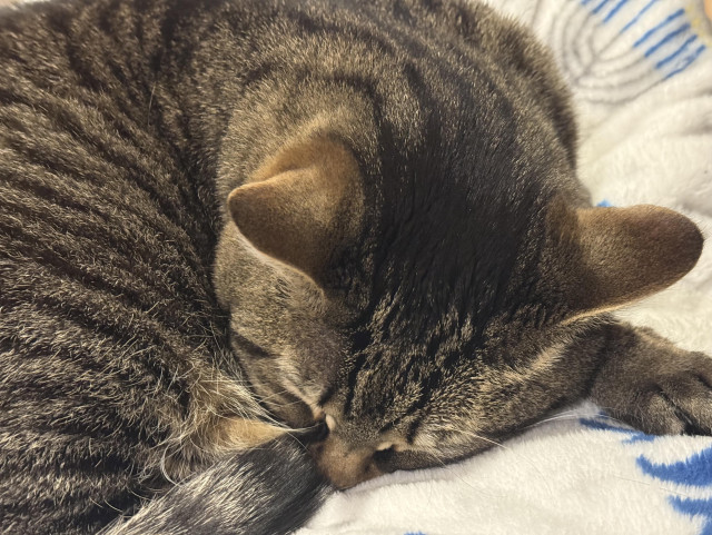 Close shot of curled up sleeping tabbycat 