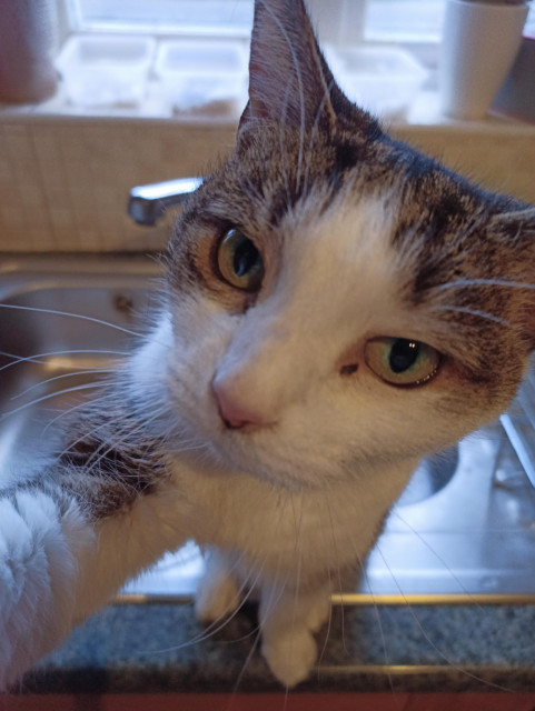 Close-up of a tabby cat with a serious look on her face, reaching out to the camera with her right paw.