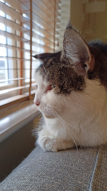 Close up of a tabby cat looking wistfully out of a window.