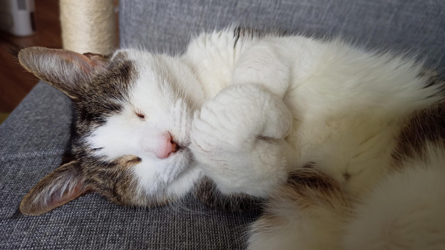 A tabby cat, fast asleep on her side, with her little pawsies curled in front of her.