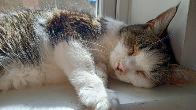 Close up of a tabby cat, fast asleep in the sun on a window sill.