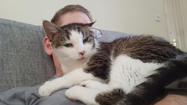 A tabby cat looking slightly miffed at being woken up from her sleep, on my chest.