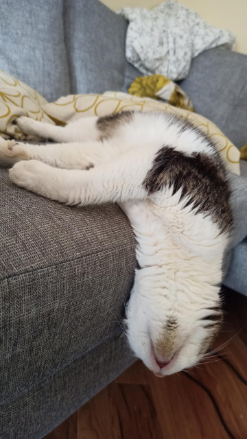 A tabby cat, fast asleep on the couch, dripping off it head first.