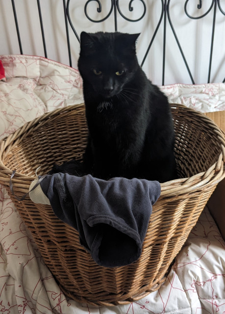 Cat sat in a wicker laundry basket