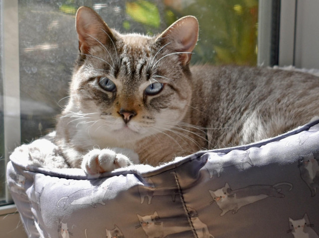 Gray colorpoint with blue eyes and angry look lying in pet bed with sunlight and window 