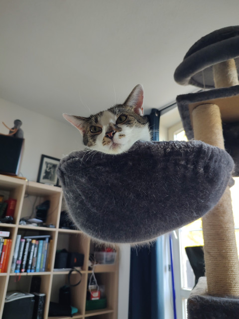 Das Köpfchen des Kater Sammy schaut aus seiner Hängekuhle 