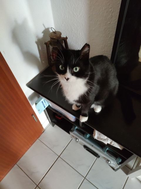 Der Kater Phips sitzt auf einer kleinen kommode und blickt nach oben in die Kamera