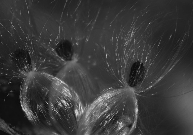 Black and white macro photograph of three common milkweed seeds (Asclepias syriaca) with their silky hair shining in the sunlight and looking like ballerinas.