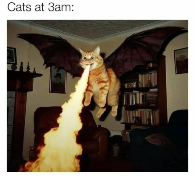 Cats at 3am: Gets dragon wings and breaths fire!