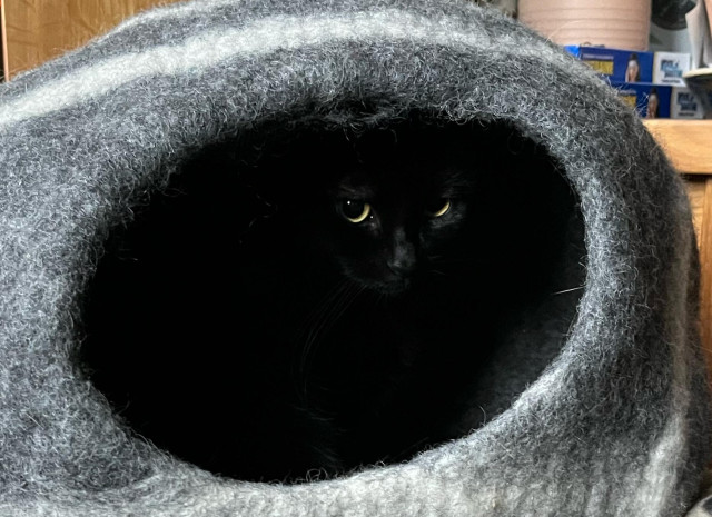 Photograph of a grey felted igloo-style cat bed, with the entrance facing the camera. It is dark inside. Carrie Fisher, a notably beautiful black cat, is just visible within as a little light catches her nose and yellow eyes.