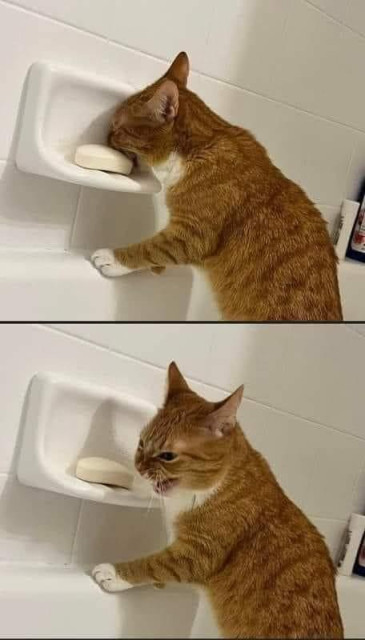 Cat licking soap and not liking it.