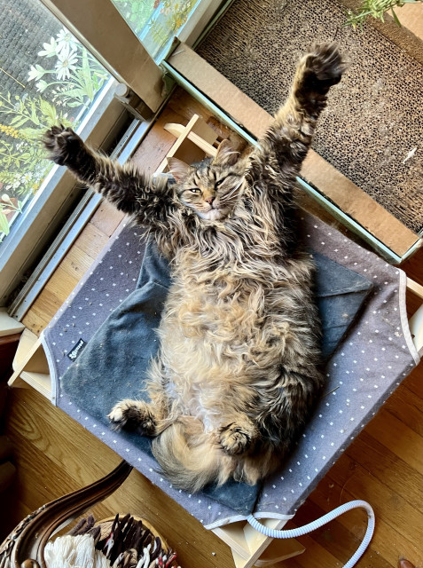 A very fluffy tabby lays on a heating pad on a cat bed. Her paws are stretched out above her head like she's a giant letter Y, if a chubby one. Her tail is curled below her. Her eyes are partially open as she just woke up and noticed I was trying to get a picture. Believe it or not, this is not her stretching. She sleeps like this sometimes. Silly kitty.