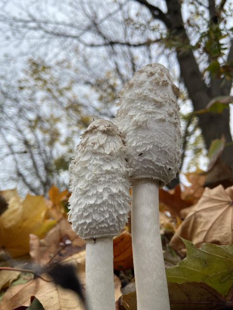 Two tall slender mushrooms with long shaggy white caps growing through fallen leaves. Their color and texture almost blends in to the gray sky and a few leaves clinging to the mostly bare tree branches in the background. 