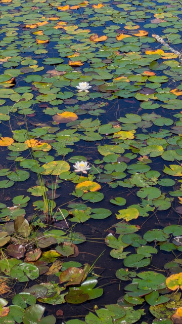 Water lilies in Algonquin Provincial Park, Canada, 2024 (Photo: P.H. Gleick)