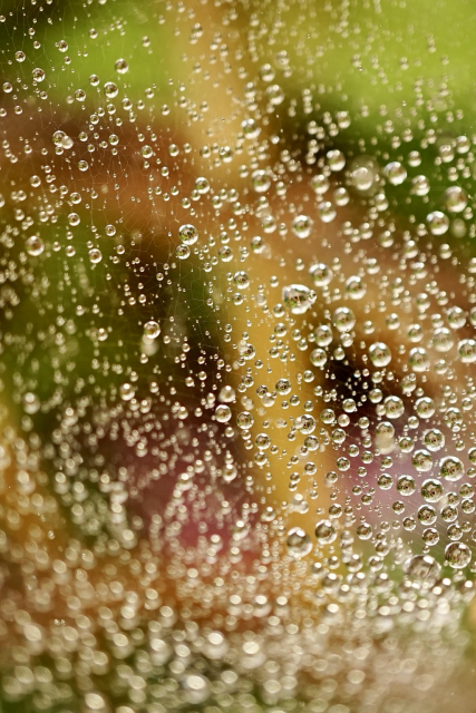 Raindrops on gossamer.