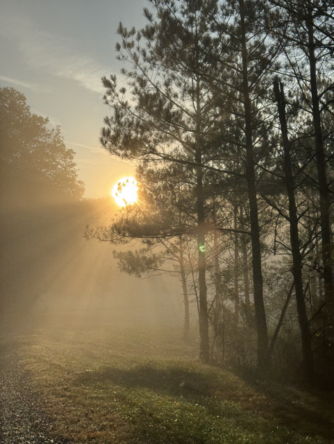 The sun just barely peaking over the mountain shines through a foggy pine forest lowland, the rays scattered in the water droplets and reflecting off morning dew. 