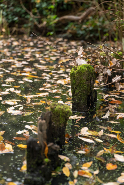 Posts in pond