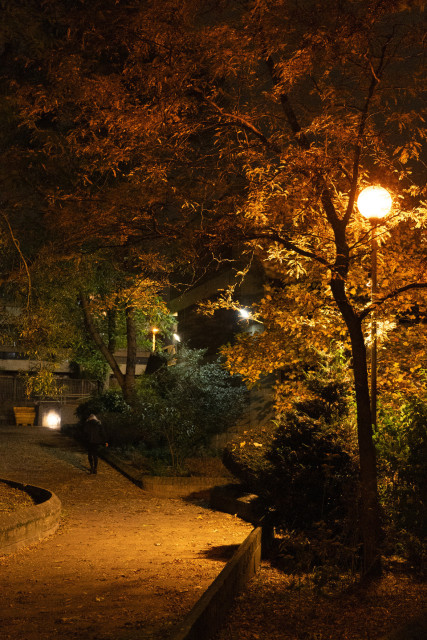 Autumn tree at night