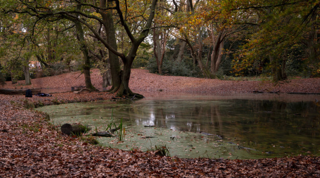 Algae covered pond at dusk