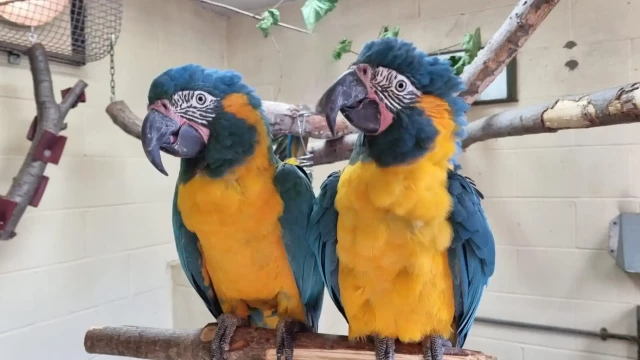 Two macaw parrots, with golden yellow breasts and bright blue backs, sitting on a perch.