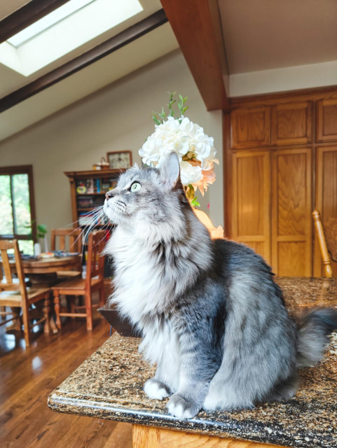 A big fluffy cat sitting on the counter looking up at the skylights.