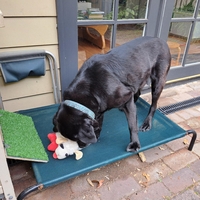 My black lab Jet nosing his Lambsie squeaky toy on his outdoor trampoline bed.