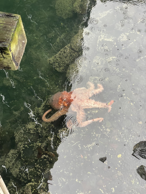 A large giant pacific octopus rests in clear water with rocks and barnacles. Its coloration is pinky. A small bit of the boardwalk covered in moss or lichen can be seen. 