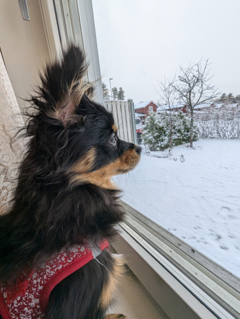 A black and brown pup peering quizzically outside the window glass. The lawn outside is covered in snow.