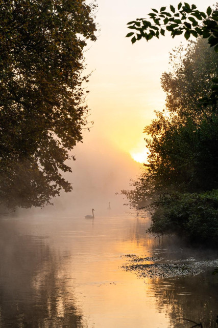 Das Foto zeigt einen Schwan der auf der Erft schwimmt, rechts und links sind Bäume zu sehen. Es liegt Nebel auf dem Wasser und im Hintergrund zeigt sich die Sonne und taucht die Szene in goldenes Licht. 