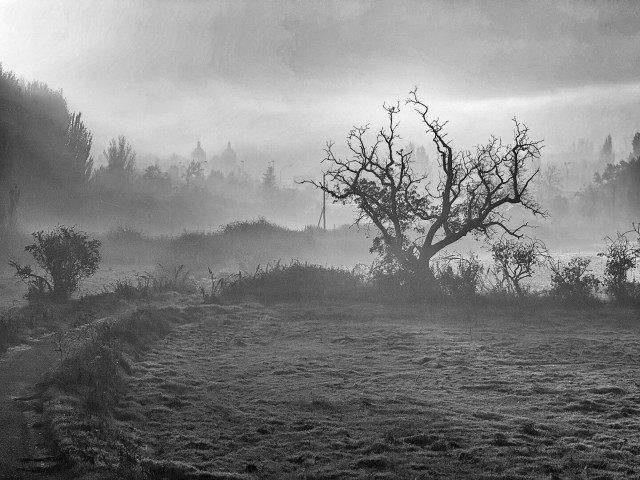 Árbol y niebla
Salamanca. 03/11/2024
En blanco y negro