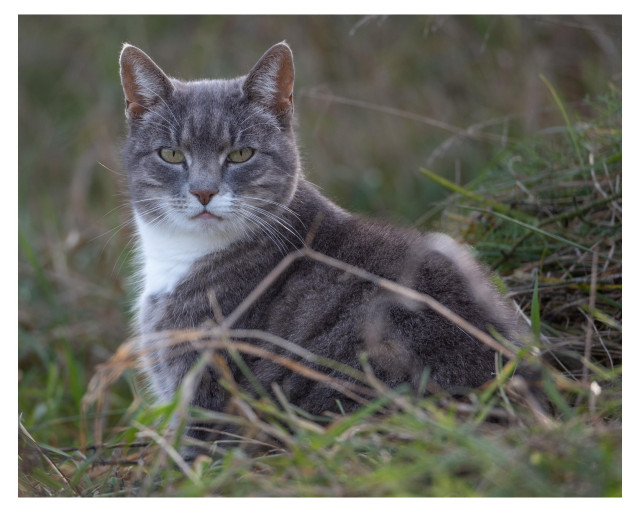 Grey cat sitting in the grass, looking at me.