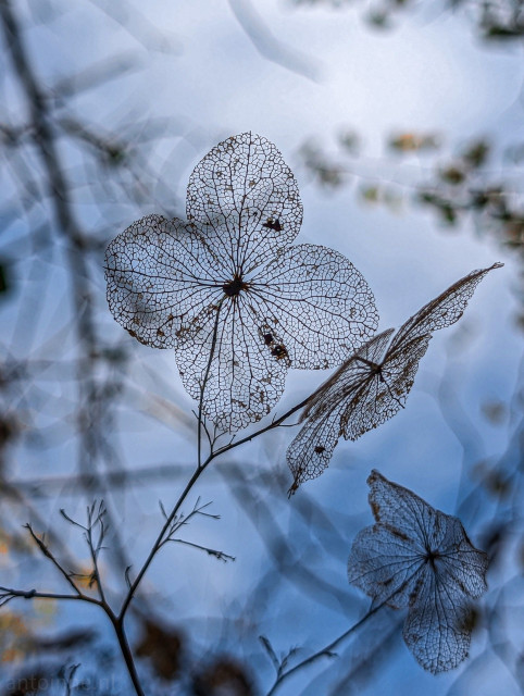 Fragile thin dark lines show the contours of the former leaves of a tree. Only the texture of the leaf veins remains. In the background is a blue sky with a few clouds and some sparse green and yellow leaves belonging to other trees. They too are getting ready for the winter.