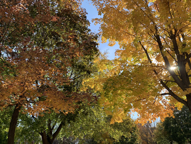 Photo of backlit leafy treetops, golden yellow on the right, mix of green and orange on the left, thin strip of blue sky in the middle 