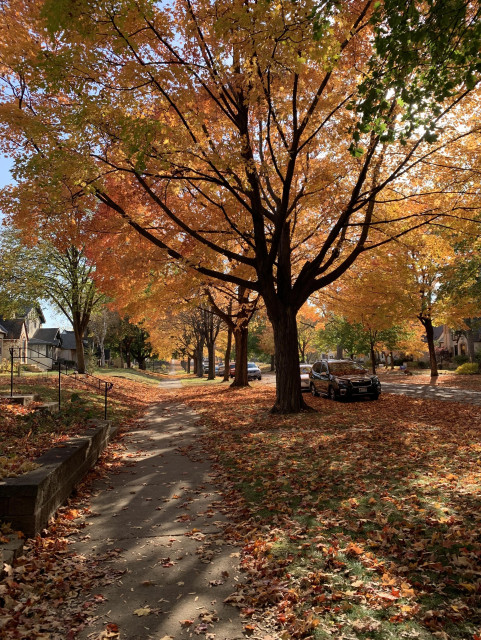 Photo of a residential sidewalk mostly shaded by orange leaves, with a dark tree trunk in the middle 