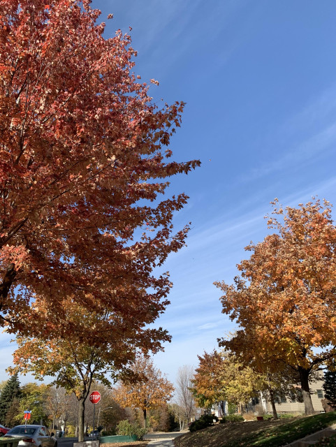 Photo of two reddish orange treetops against a blue sky with streaks of cloud