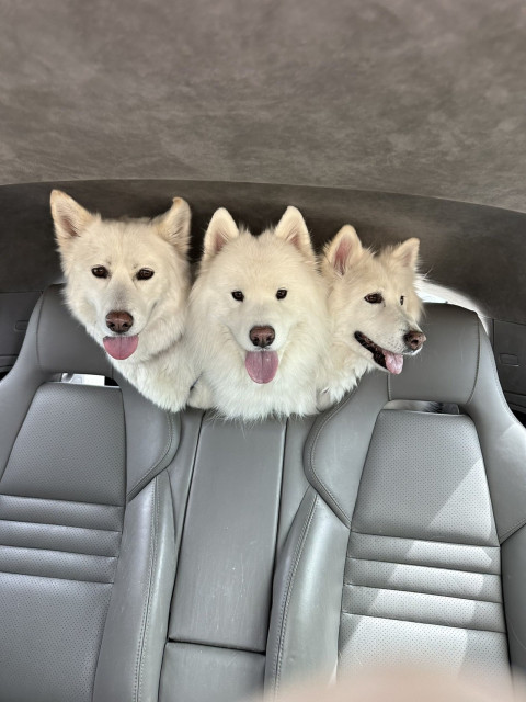 Three white dogs in a backseat with their heads stuck between the two front seats, making them look like cerberus