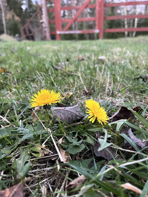 A close-up view of two yellow dandelions growing among green grass and fallen leaves. In the background, a rustic red wooden gate is partially visible.