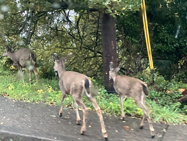 Three deer at the edge of a road heading into the trees 