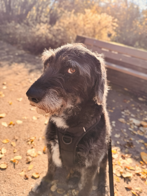 Hund mit netten Blick im Sonnenschein 