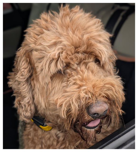 daytime. close-up of an adult goldendoogle? in a car window.