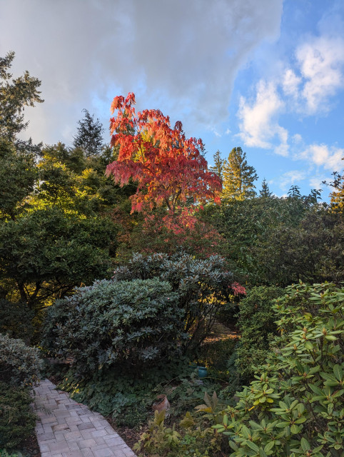 A sourwood tree, Oxydendrum arboreum, illuminated by a beam of sun, making its brilliant red fall foliage shine, stands out against the darker greens of trees and rhododendrons.